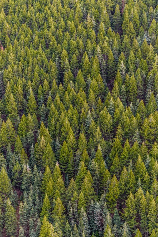 Investir dans les forêts : un placement durable et rentable